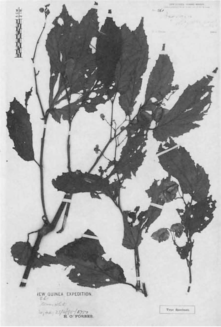 B. sogerensis